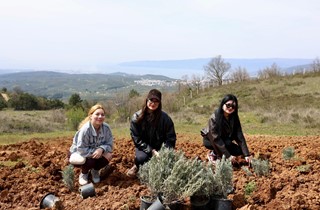 Gemlik Belediyesi Lavanta Bahçesi Kuruyor